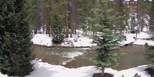 Rivière de montagne dans une belle forêt -  Webсam , Colorado Breckenridge