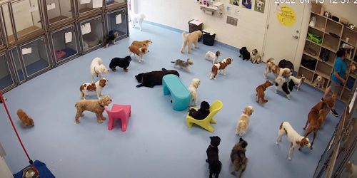 Dog shelter - Live Webcam, New York (NY)