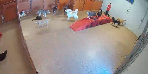 Pet shelter - live webcam, Pennsylvania Philadelphia