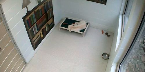 Animal Hotel - sala de perros solteras -  Webcam , Knoxville (TN)