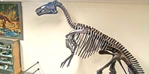 Dinosaur skeletons at university - live webcam, South Dakota Rapid City