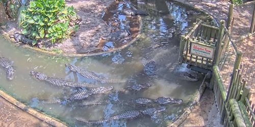 Saint-Augustin - Ferme aux alligators webcam - Jacksonville