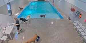 Swimming pool in the hotel for dogs webcam - Millcreek