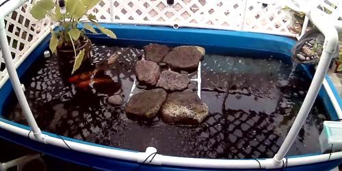 Turtles and koi carps in the pond - live webcam, Hawaii Kailua-Kona