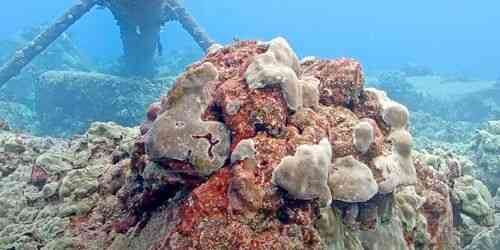 LIVE: Underwater world - Hilo