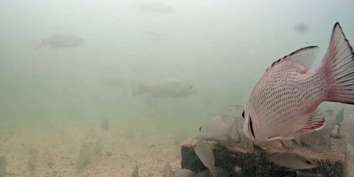 Underwater camera on the dock - live webcam, Florida Key West