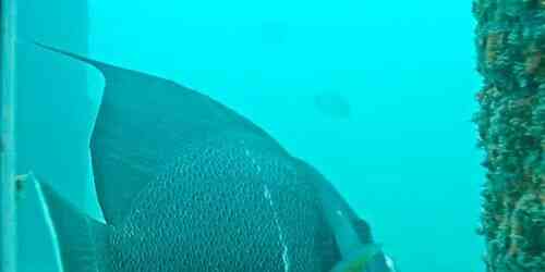 Muelle de pesca bajo el agua Cam