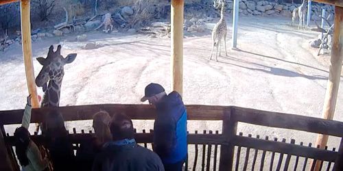 Alimentando jirafas en el zoológico. -  Webcam , Colorado Colorado Springs