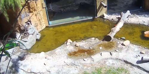 Loutre sans griffe au zoo -  Webсam , Florida Jacksonville