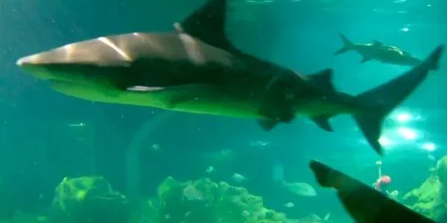 Michina's aquarium webcam - Guadalajara