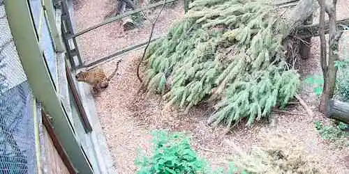 Amur Leopard Webcam