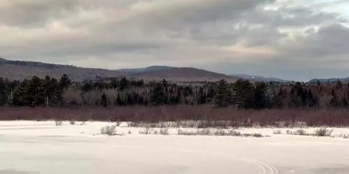 Elans et autres animaux sauvages de la réserve webcam