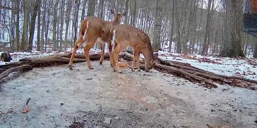 Wild animals in the reserve webcam