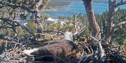 Bald Eagle Nest Webcam