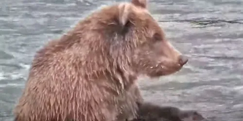 Ours dans le parc national de Katmai Caméra web