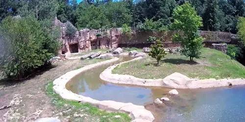 Ours au zoo Webcam screenshot