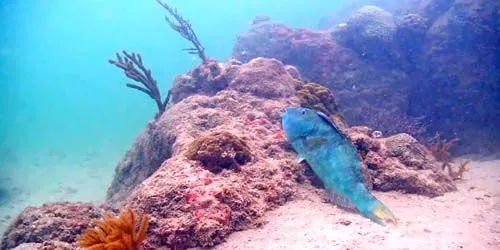 Coral on the seabed webcam