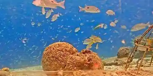 Récif de Bonaire Caméra web