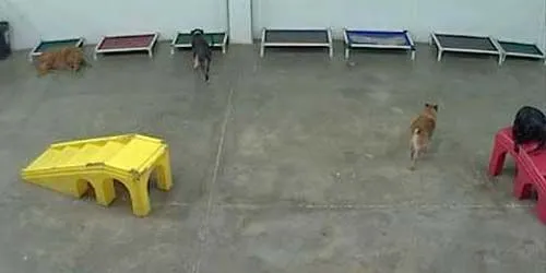 Dog shelter Webcam