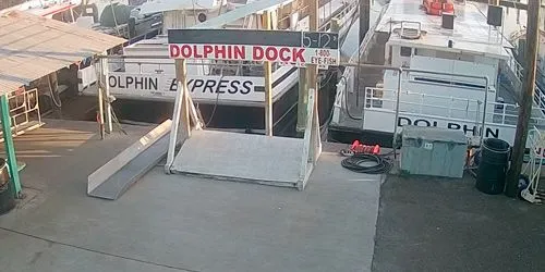 Quais pour dauphins webcam