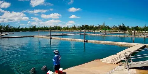 Dolphins in the outdoor pool webcam - Freeport