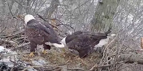 Nest of Bald Eagles webcam