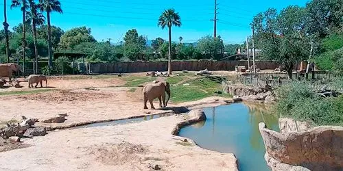 Éléphants au zoo de Reid Park Caméra web