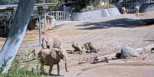 Elefantes africanos en el zoológico. webcam