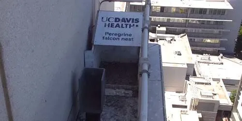 Falcon nest webcam - Sacramento