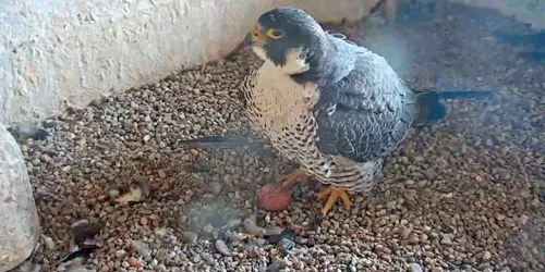 Falcon’s nest Webcam