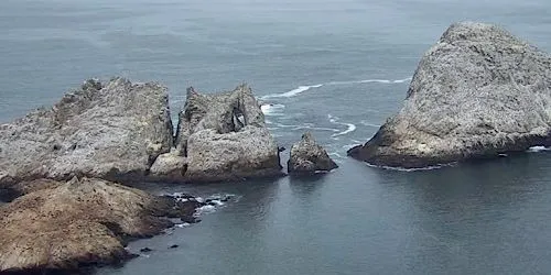 Îles Farallon webcam - San Francisco