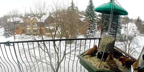 Mangeoire à oiseaux sur le balcon de la maison Caméra web