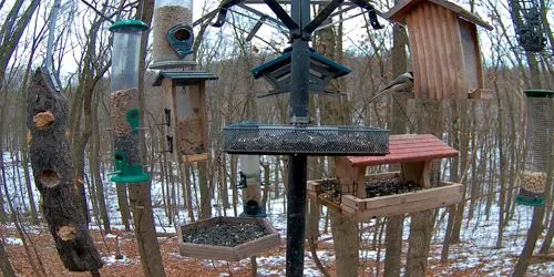 Comederos para pájaros en el bosque Cámara web