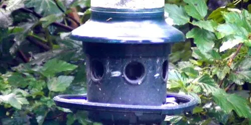 Bird feeders webcam - Poughkeepsie