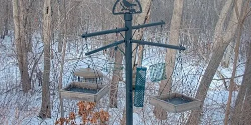 Mangeoires à oiseaux webcam - Boston