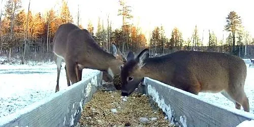 Mangeoires pour cerfs de Virginie Caméra web