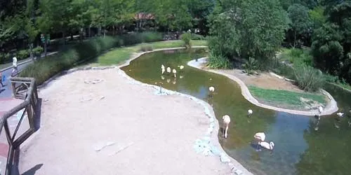 Flamingos in the zoo webcam - Memphis