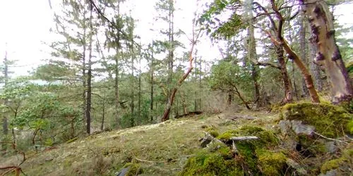 360 panoramic camera in the forest webcam