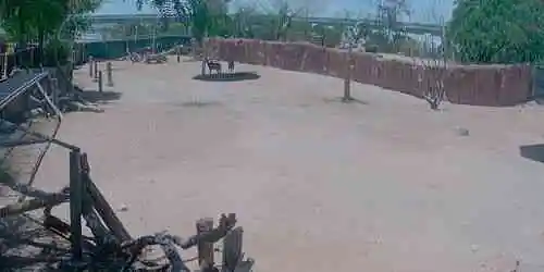 El Paso Zoo Giraffe Webcam