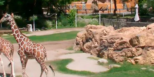 Giraffes in Reid Park webcam