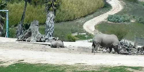 Jirafas y rinocerontes en el zoológico. webcam - San Diego