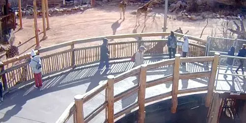 Giraffes at Cheyenne Mountain Zoo webcam - Colorado Springs