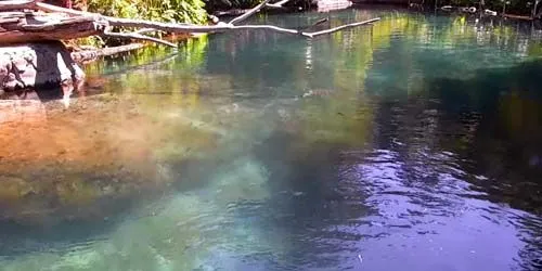 Hippopotames dans le lac du zoo Caméra web