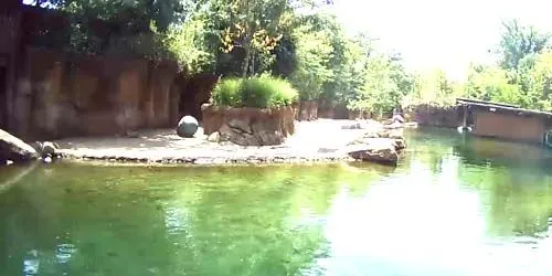 Hippopotames au zoo webcam