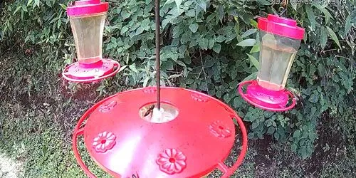 Hummingbird feeder Webcam