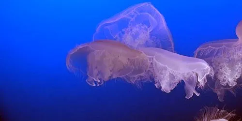 Jellyfish in the aquarium webcam