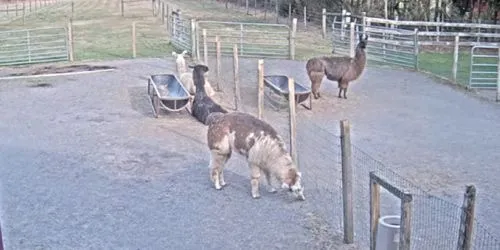 llamas en la granja webcam - Trenton