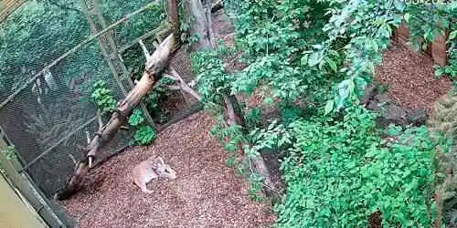 Eurasian Lynx at Cherkasy Zoo Webcam