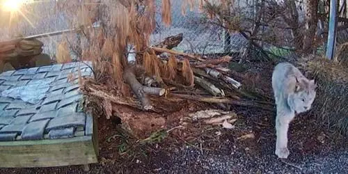 Lynx du Canada dans la faune des terres boisées webcam - Peterborough