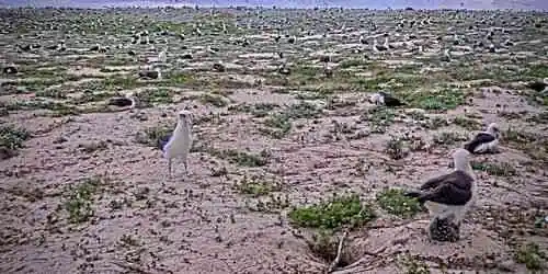 Midway Atoll National Wildlife Refuge Webcam